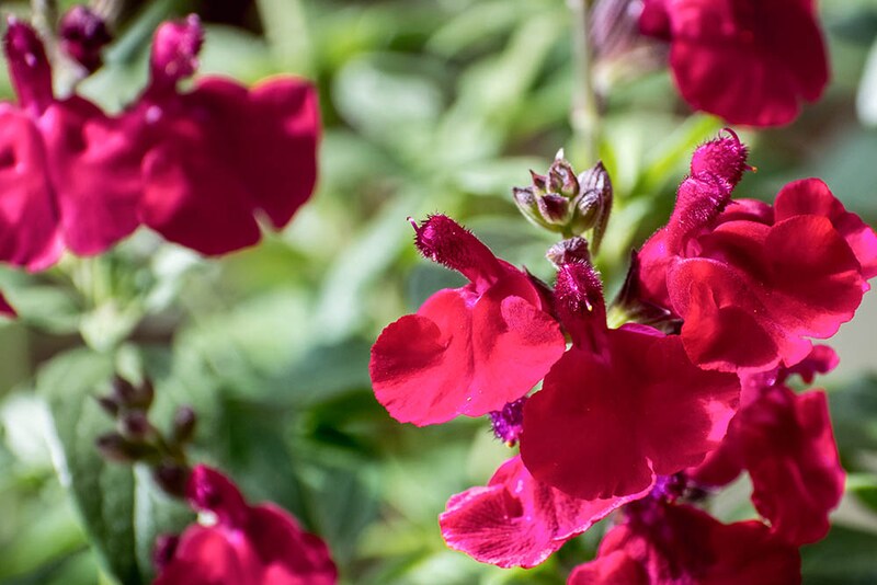 ‘ミラージュチェリーレッド’
Salvia greggii‘Mirage Cherry Red’
