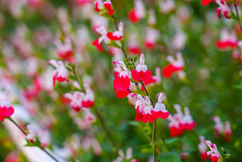 チェリーセージ