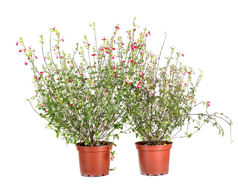 チェリーセージ