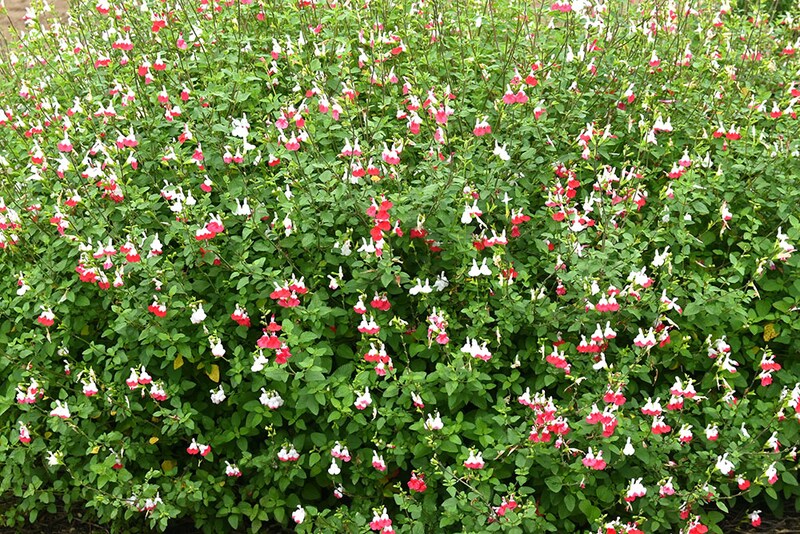 チェリーセージ