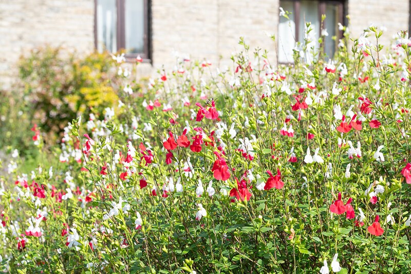 チェリーセージ