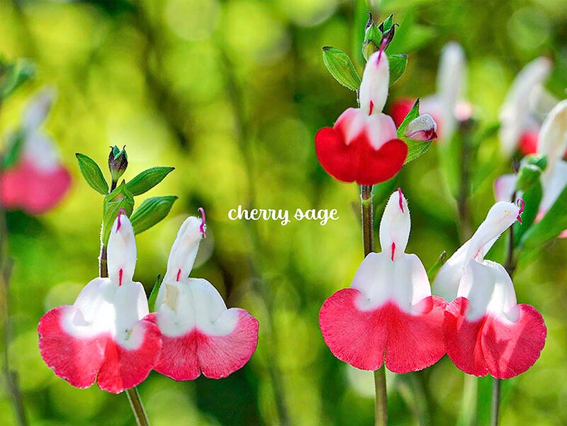 チェリーセージは可愛らしい花を長く咲かせるハーブ！ 育て方や魅力を解説