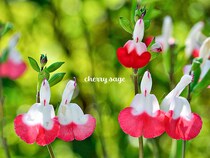 チェリーセージは可愛らしい花を長く咲かせるハーブ！ 育て方や魅力を解説