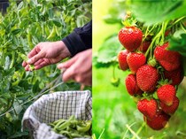 11月からでも間に合う！ 家庭菜園TOP5｜玉ねぎ・イチゴ・葉もの・そら豆・スナップえんどうの始め方