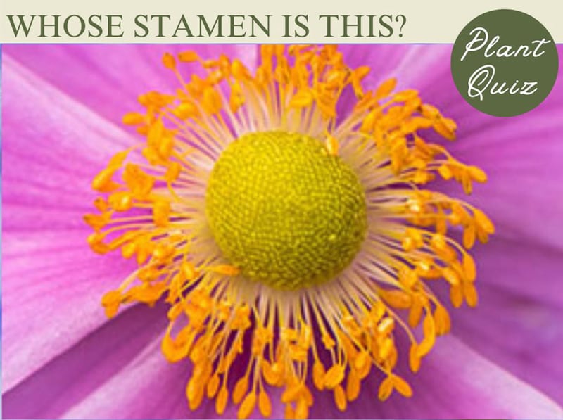 秋の風情を感じる花！…この雄しべ、何の花？【Let’s Try! 植物クイズ】