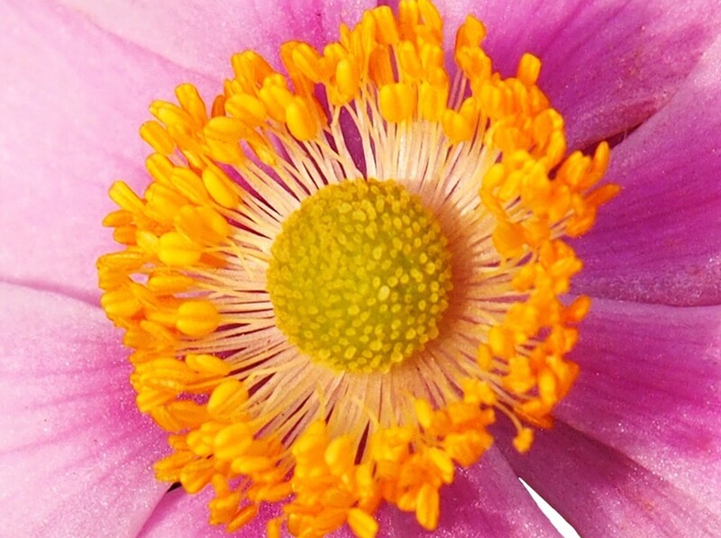 この雄しべの持ち主は・・・？