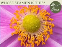 秋の風情を感じる花！…この雄しべ、何の花？【Let’s Try! 植物クイズ】Vol.21