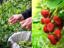 11月からでも間に合う！ 家庭菜園TOP5｜玉ねぎ・イチゴ・葉もの・そら豆・スナップえんどうの始め方