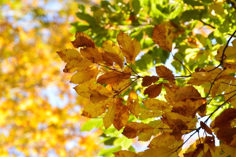 黄葉