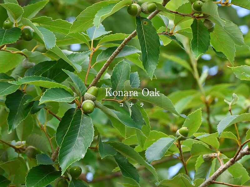 どんぐりから発芽させる！ 初心者でもできる「コナラ」の育て方とシンボルツリーとしての魅力