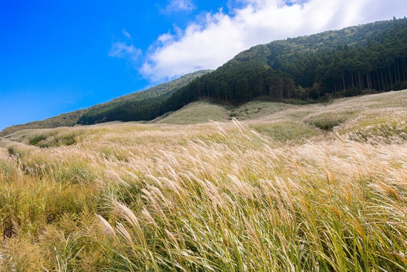 仙石原のススキ