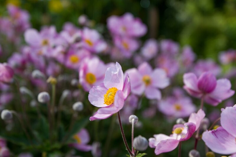 シュウメイギク