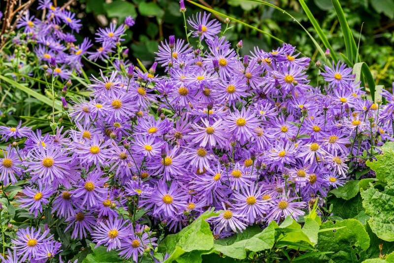 アスター・フリカルティー‘メンヒ’