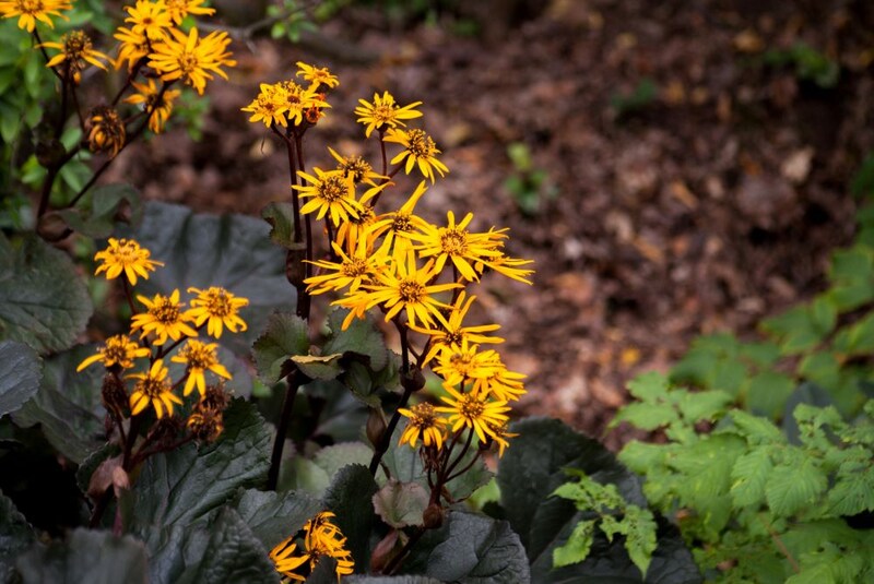 リグラリア‘ブリットマリークロフォード’