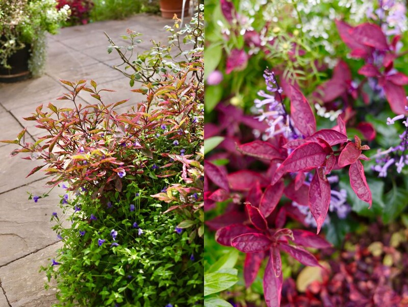 アルテルナンテラ‘ピンクシェード’