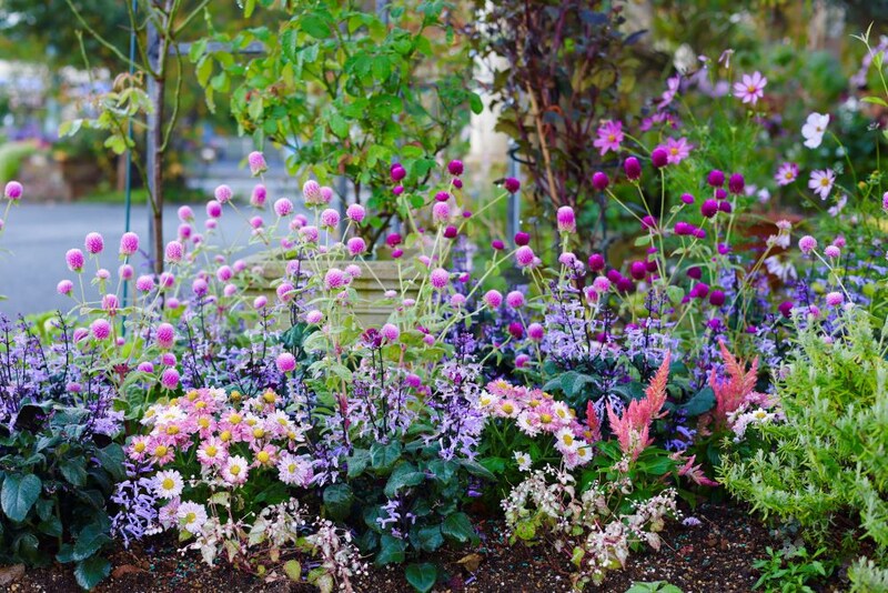 センニチコウと秋の庭