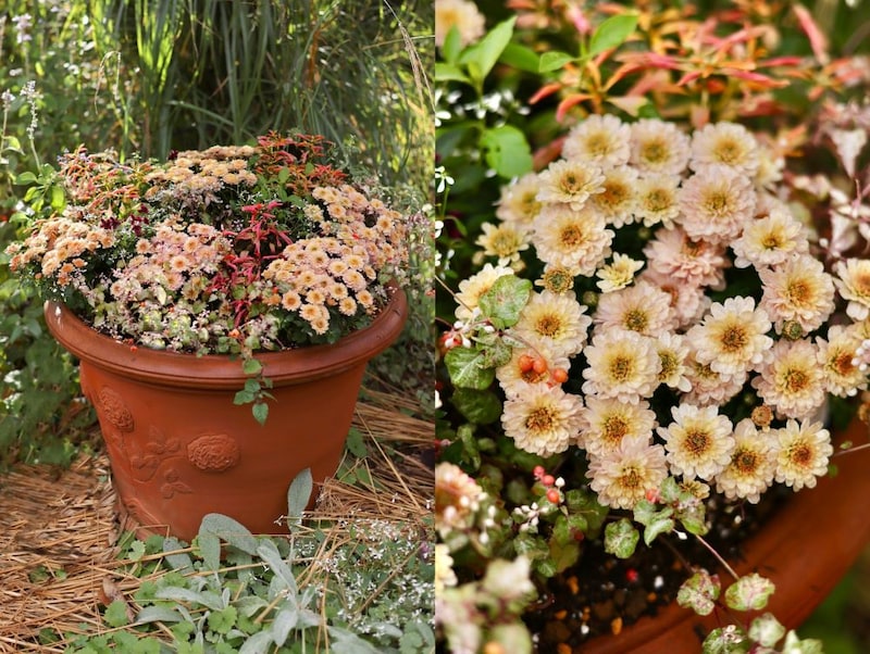 キクの寄せ植え