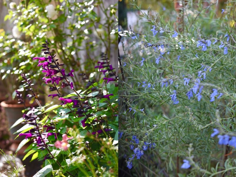 サルビア‘ロックン ディープパープル’と‘アズレア’