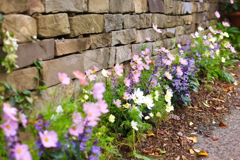 コスモスやプレクトランサス