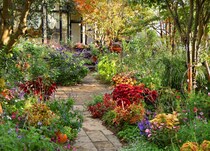 晩秋の庭に色の灯りを｜夏植えて、秋にいちばんきれいになるカラーリーフの使い方