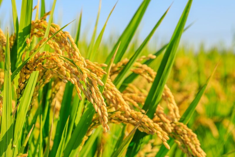 稲