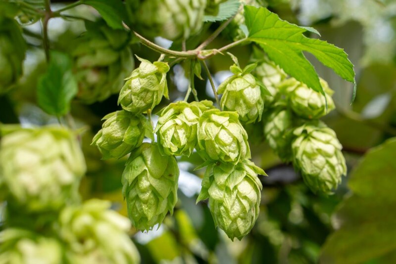 ホップ