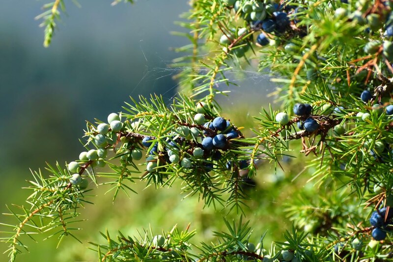 ジュニパーベリー