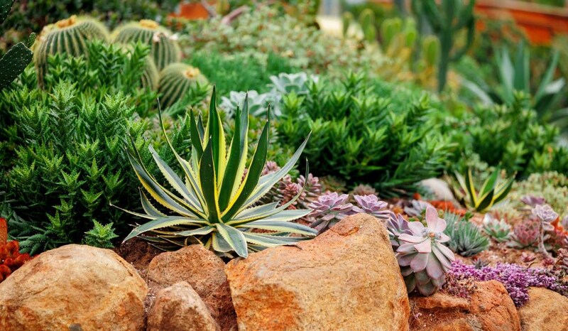 ガーデンのアガベ