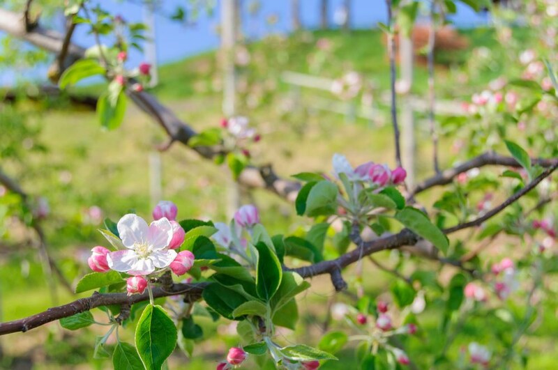 りんごの花