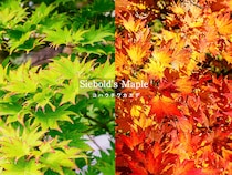 小さな庭でも育てやすい！ 華奢でモダンな庭木コハウチワカエデの剪定・日当たり・水やり完全ガイド