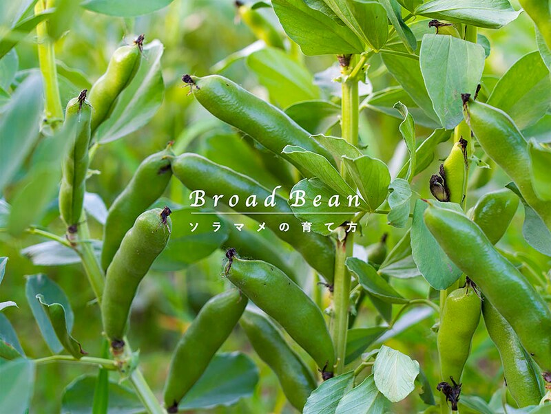 ソラマメ