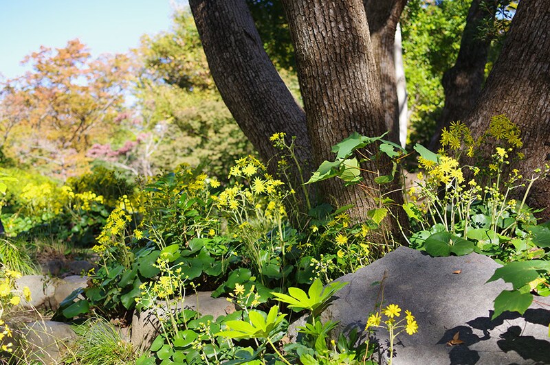 ツワブキの咲く庭