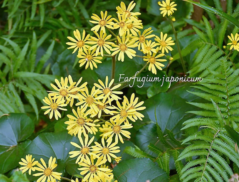 一年中緑が楽しめる「ツワブキ（石蕗）」美しく育てる3つのコツと日当たり・置き場所の正解