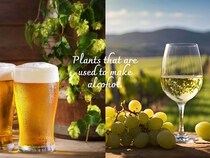 お酒の原料は全部“植物”？ ビール・日本酒・ワインなどを生む8種の植物の秘密