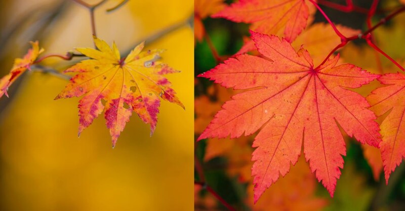 コハウチワカエデとハウチワカエデ