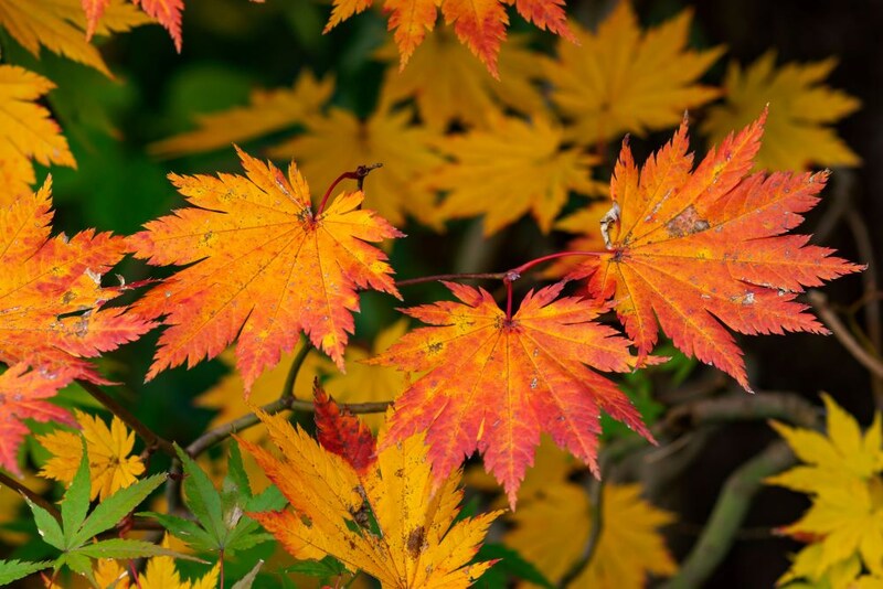 コハウチワカエデ