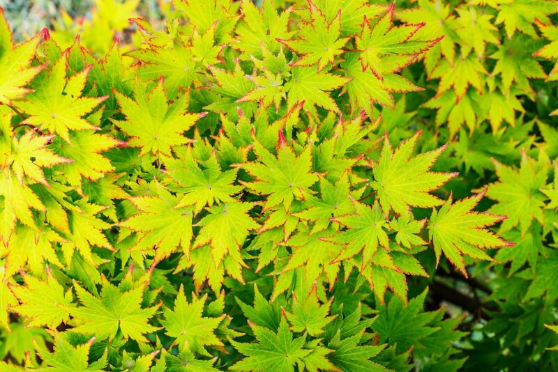 コハウチワカエデ