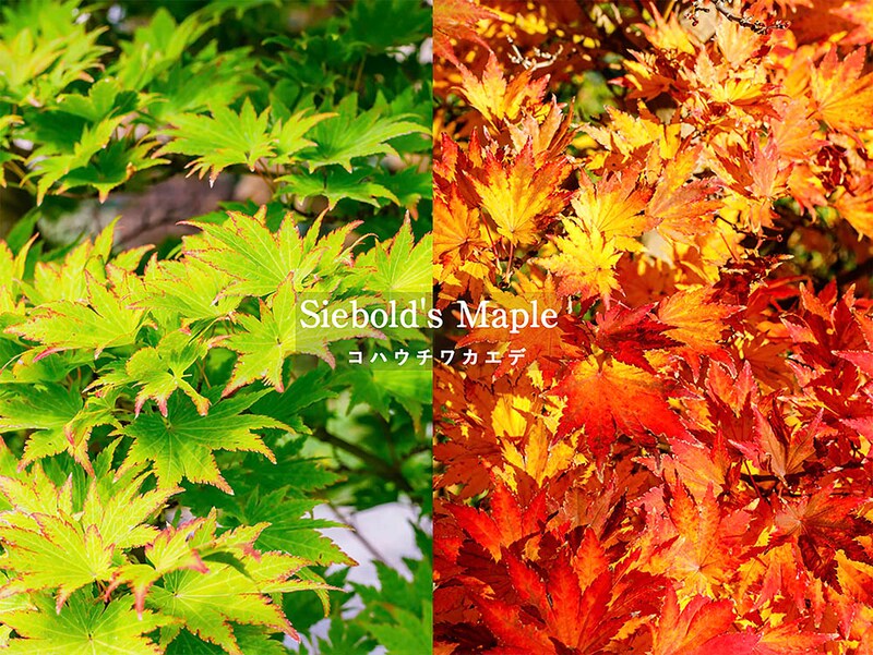 コハウチワカエデ