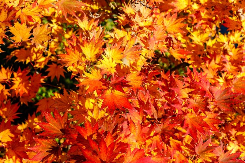 コハウチワカエデ