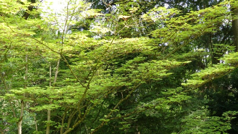 コハウチワカエデ