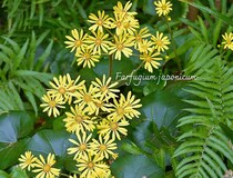 一年中緑が楽しめる「ツワブキ（石蕗）」美しく育てる3つのコツと日当たり・置き場所の正解