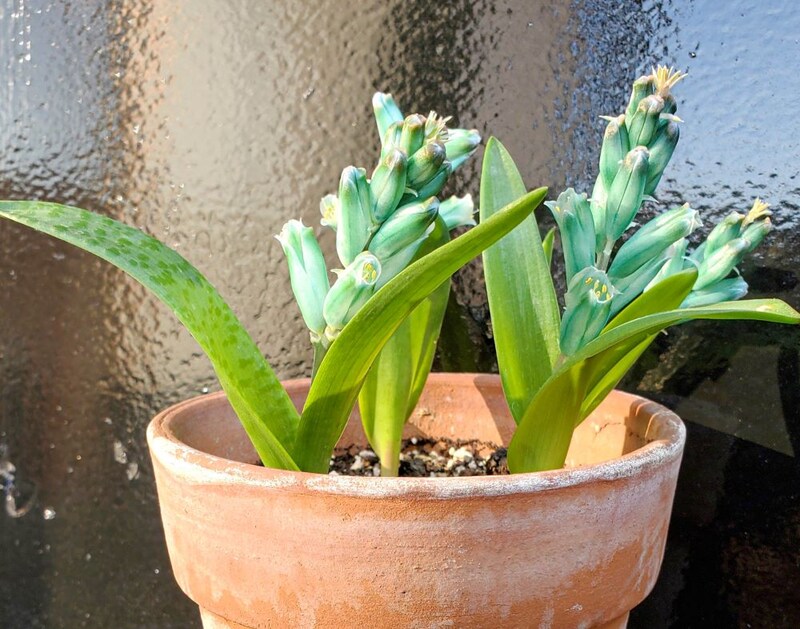 ラケナリア・ビリディフローラ