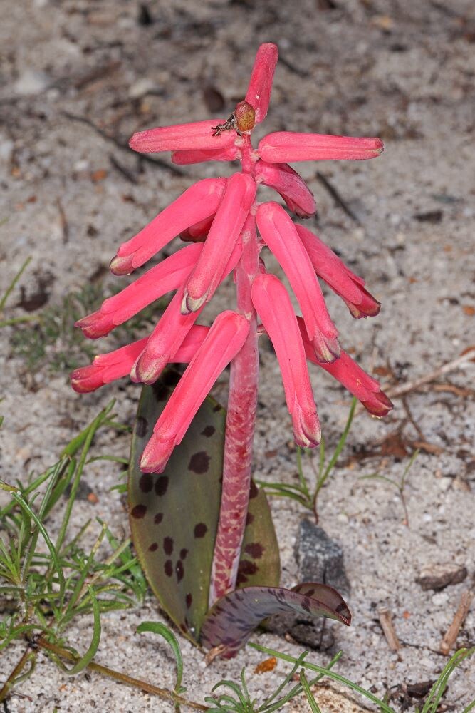 ラケナリア・プンクタータ