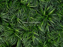 庭の隙間を埋める最強のグラウンドカバー！ リュウノヒゲ（ジャノヒゲ）の植え方と活用アイデア