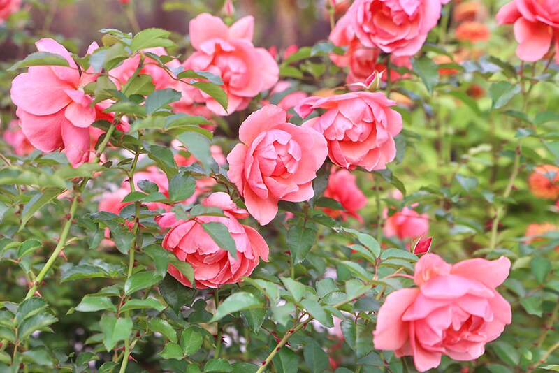 ル・デパール・ド・アヤセ