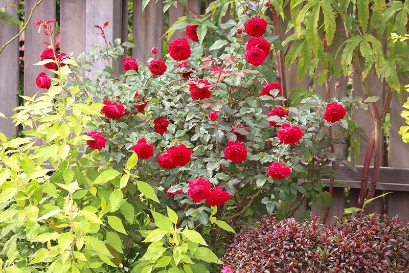 ‘マイ・ローズ’