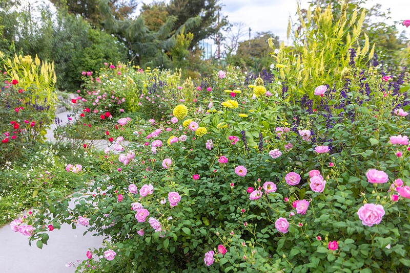 ‘ベルスーズ’