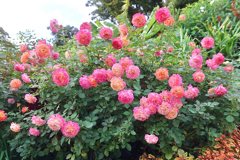 ‘シャルール’