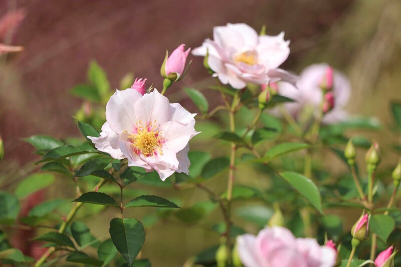 クー・ド・クール