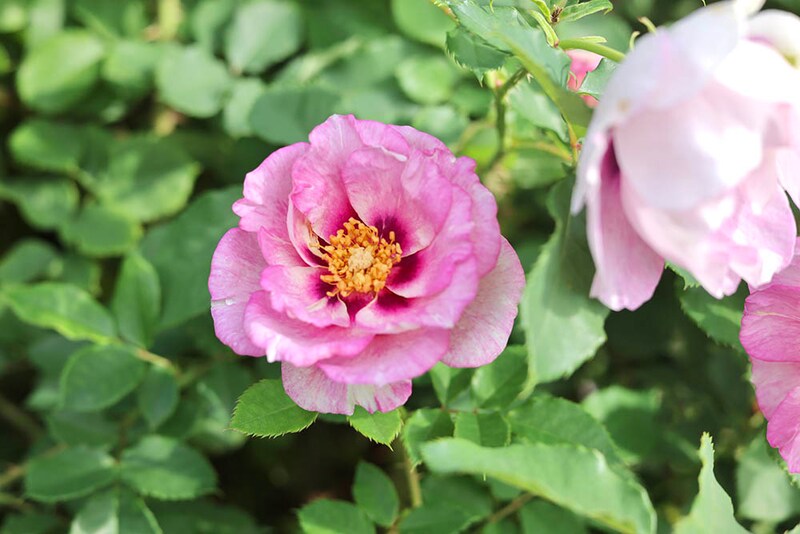 アイズ・フォー・ユー